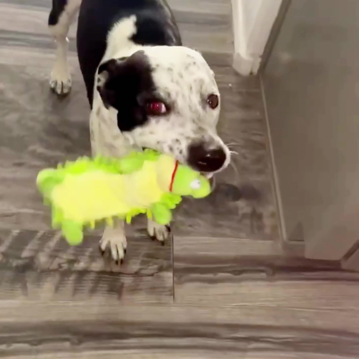 Plush Dog Toy with Squeaker for Chew and Molar Training